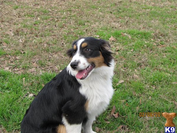 australian shepherd puppy posted by KT Awesome Aussies